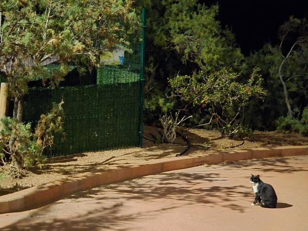 A black-and-white cat sits calmly at night under the trees.