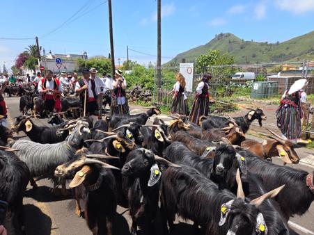 Herd of goats parading through Tegueste during the Romería