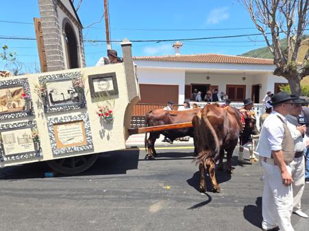 Oxen pulling decorated carts in Tegueste