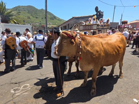 Close-up of decorated oxen in the romería