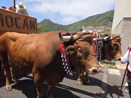 Mocán community cart during Romería de Tegueste