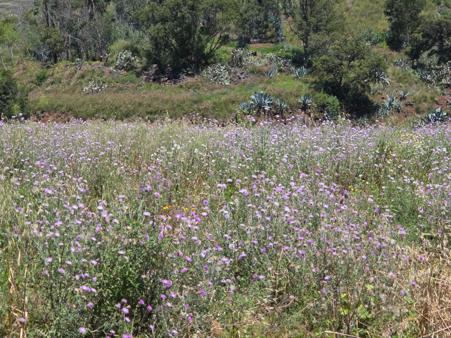 Wildflowers blooming near Tegueste during spring