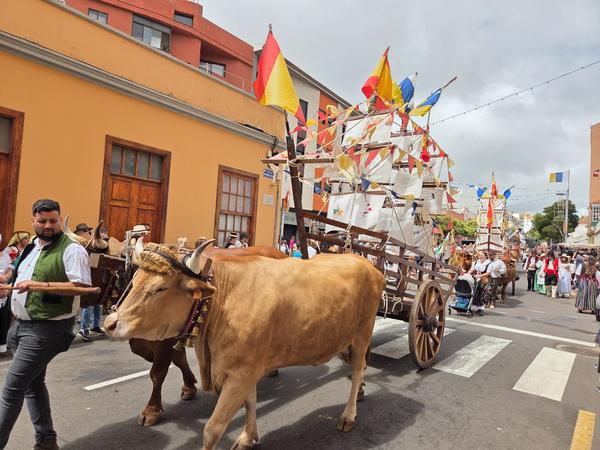 Ox cart designed as a sailing boat with Canarian flags during the procession.