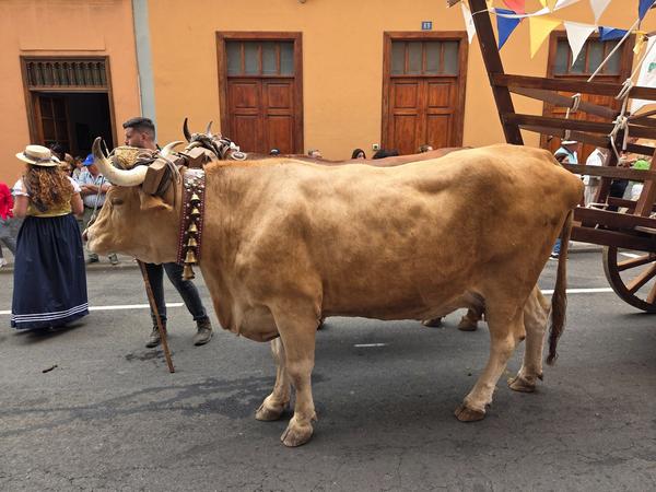 Pair of strong oxen pulling a decorated cart in the romería.