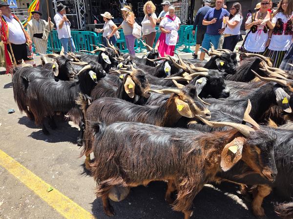 Herd of goats gathered during the festival, with people observing.