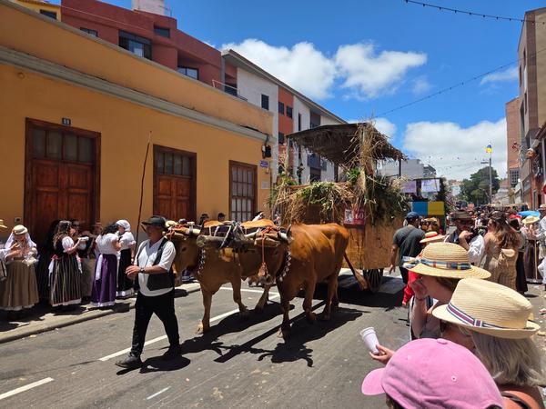 Traditional ox cart with natural materials and flowers in San Benito Abad Romería.