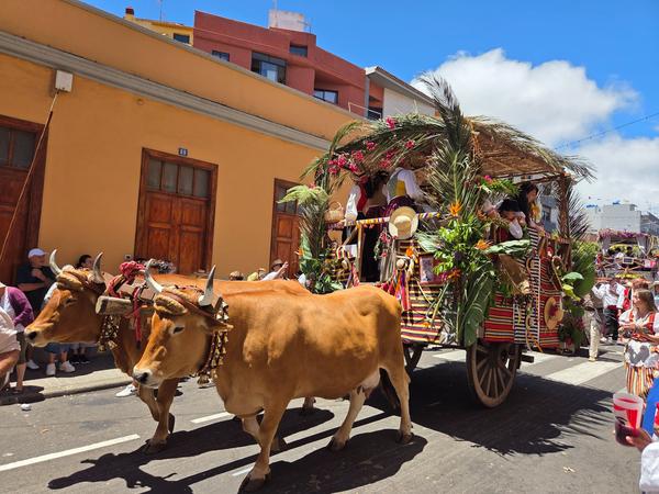 Rustic ox cart with palm leaves and agricultural decorations in the parade.