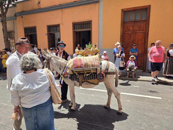 Donkey carrying a load of traditional Canarian goods, observed by visitors.