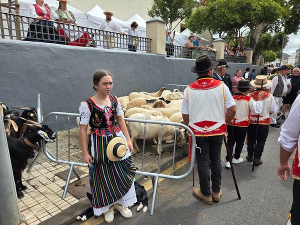 Sheep herds crossing the street as part of the procession.