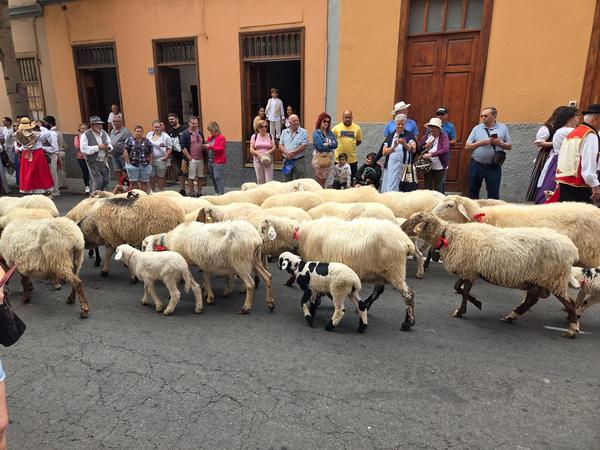 Young woman beside sheep and goats prepared for parade.