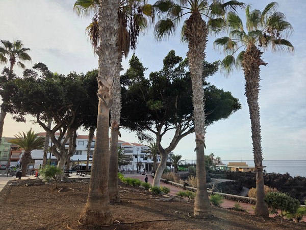 Shade trees and palms above the rocky coast at Playa San Juan with paths below.