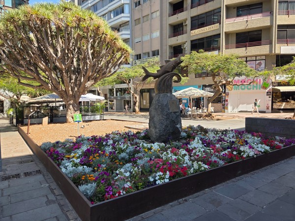 Colorful flower bed and dragon tree with a fish sculpture in a city square of Santa Cruz de Tenerife.
