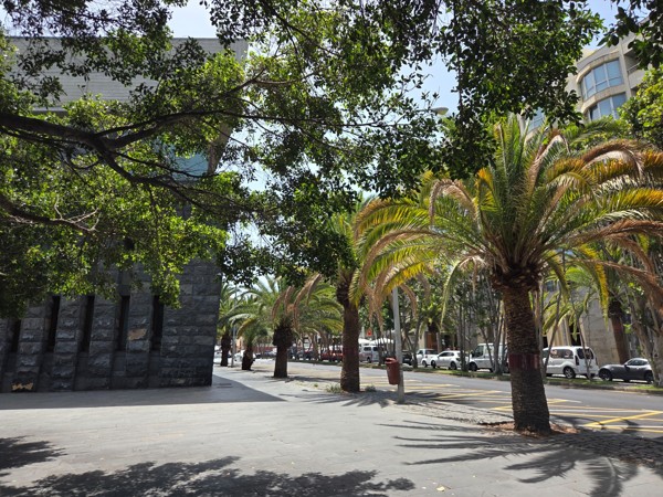 Palm-lined boulevard casting long shadows beside modern buildings in Santa Cruz de Tenerife.