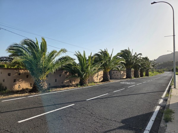 Palm trees planted along a quiet local road behind a rustic wall in Santiago del Teide.