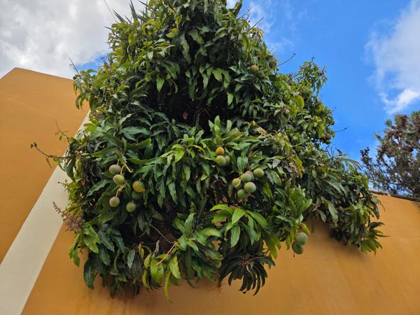 Mango tree heavy with green fruit