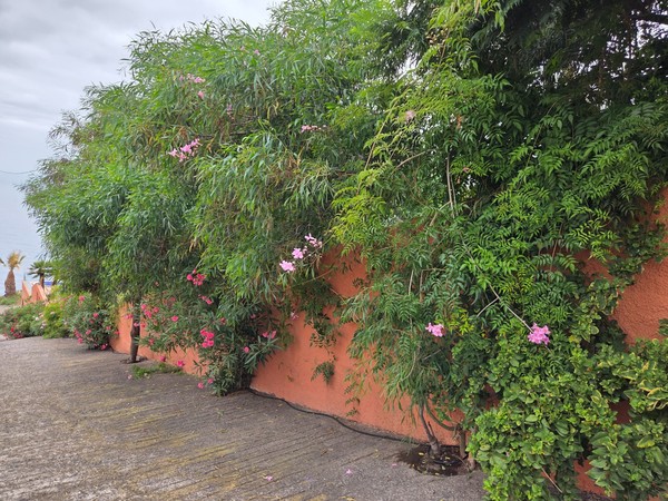 Flowering shrubs and vines along an orange wall on a coastal walkway in Tacoronte.