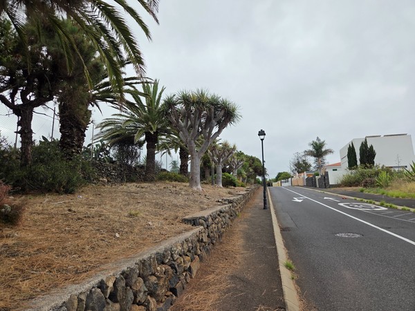 Palm trees and pruned dragon trees lining an uphill residential road in Tacoronte.