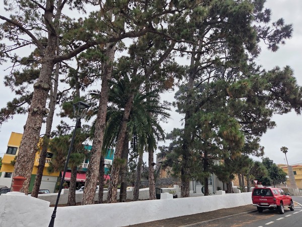 Canary pines and a palm behind a white wall along a quiet street in Tacoronte.