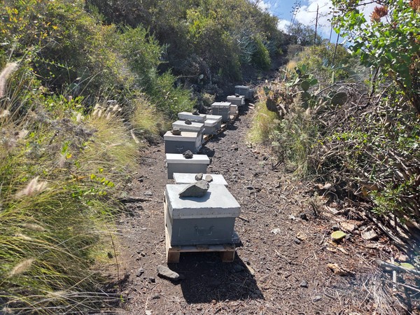 Multiple beehives arranged along a volcanic path in the hills over Tejina.