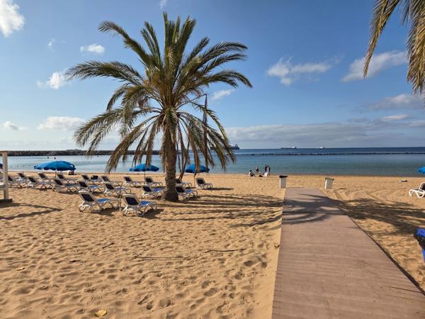 Palm trees provide much-needed shade in the central lounging area, where visitors can relax on sunbeds or enjoy a picnic.