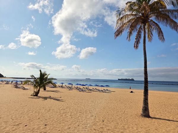 A single tall palm frames the open sandy expanse and deep blue water, evoking a postcard-perfect moment.
